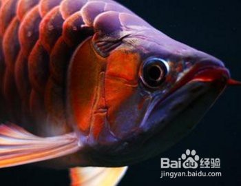 火龍魚的最佳飼養(yǎng)溫度是多少？【火龍魚的最佳飼養(yǎng)溫度】