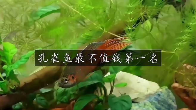 孔雀魚最不值錢的品種【「收藏」15個(gè)孔雀魚品種圖鑒】