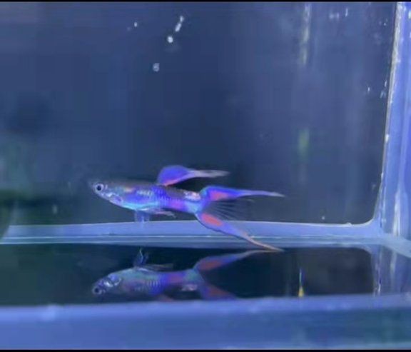 孔雀魚最不值錢的品種【「收藏」15個(gè)孔雀魚品種圖鑒】