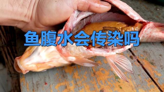 龍魚腹水病會傳染嗎？【龍魚腹水病會傳染嗎】