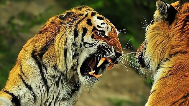軍人有刀能打贏老虎嗎【軍人持刀對抗大型貓科動物，能否勝出？】