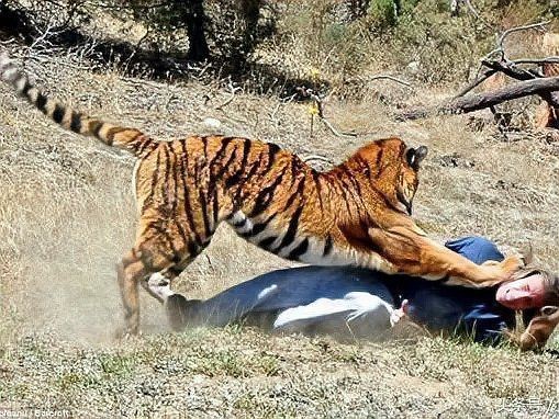 軍人有刀能打贏老虎嗎【軍人持刀對抗大型貓科動物，能否勝出？】
