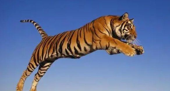 軍人有刀能打贏老虎嗎【軍人持刀對抗大型貓科動物，能否勝出？】