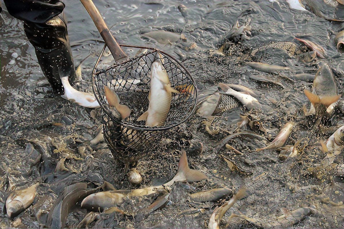 谷魚為何盡量少吃【武昌魚盡量少吃10大健康隱患專家緊急預(yù)警】