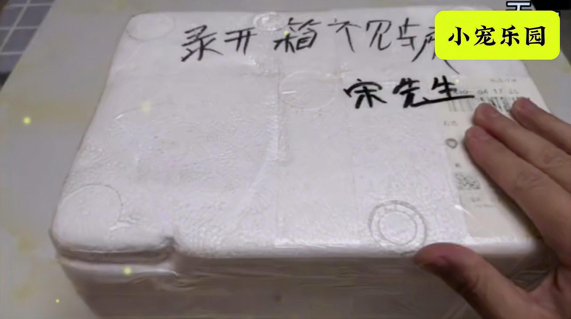 淡水尖嘴魚(yú)叫什么名字【天一有surprise嘴上帶尖的魚(yú)是什么魚(yú)】