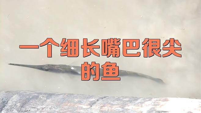 淡水尖嘴魚(yú)叫什么名字【天一有surprise嘴上帶尖的魚(yú)是什么魚(yú)】