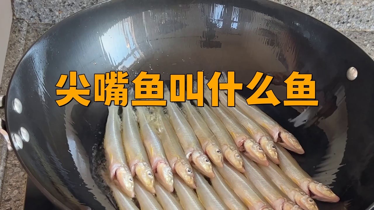 淡水尖嘴魚(yú)叫什么名字【天一有surprise嘴上帶尖的魚(yú)是什么魚(yú)】