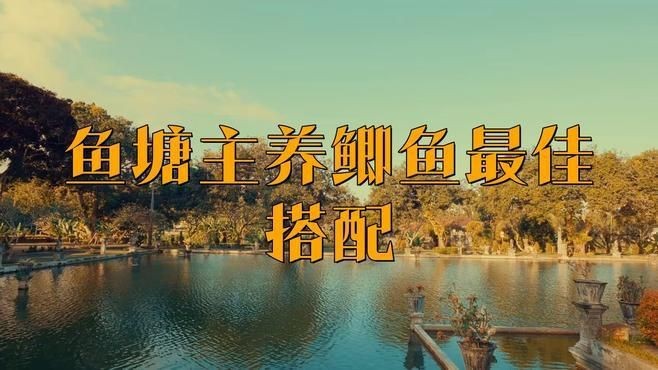 鯽魚和什么魚混養(yǎng)最好【鯽魚和什么魚混養(yǎng)最好養(yǎng)殖】