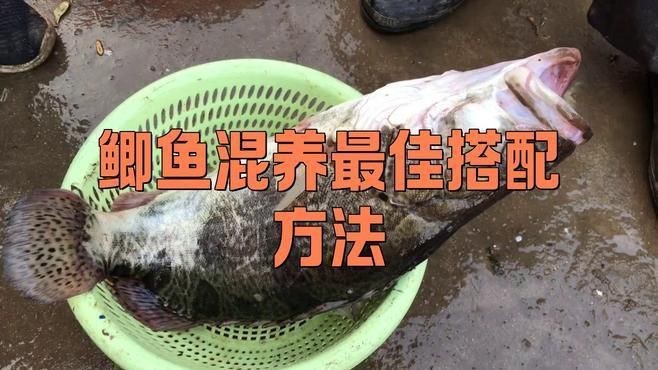 鯽魚和什么魚混養(yǎng)最好【鯽魚和什么魚混養(yǎng)最好養(yǎng)殖】