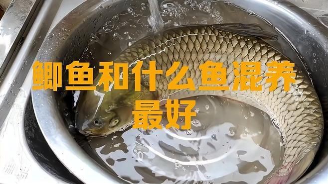 鯽魚和什么魚混養(yǎng)最好【鯽魚和什么魚混養(yǎng)最好養(yǎng)殖】