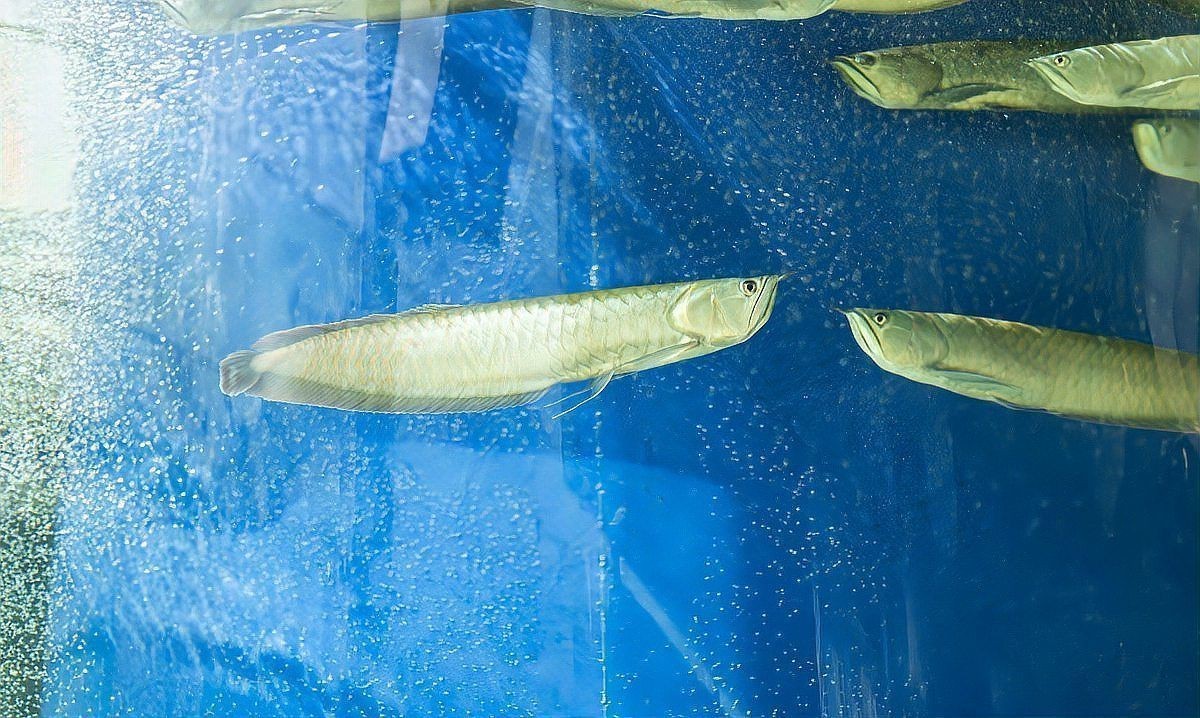 龍魚頭朝上尾朝下需要多久恢復？【銀龍魚頭朝上尾朝下恢復所需時間受多種因素影響】