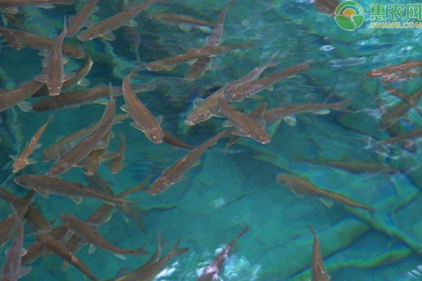 如何預防金龍魚爛尾的發生？【金龍魚爛尾病怎么辦】