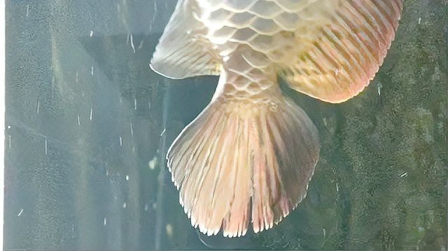 如何預防金龍魚爛尾的發生？【金龍魚爛尾病怎么辦】 如何預防金龍魚爛尾的發生？【金龍魚爛尾病怎么辦】 龍魚百科 第5張