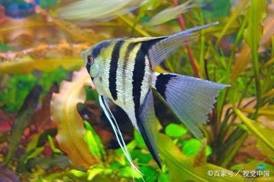 金頭過背金龍魚最忌諱三個(gè)東西【金頭過背金龍魚最忌諱三個(gè)東西，金頭過背金龍魚飼養(yǎng)三忌】 金頭過背金龍魚最忌諱三個(gè)東西【金頭過背金龍魚最忌諱三個(gè)東西，金頭過背金龍魚飼養(yǎng)三忌】 龍魚論壇 第1張