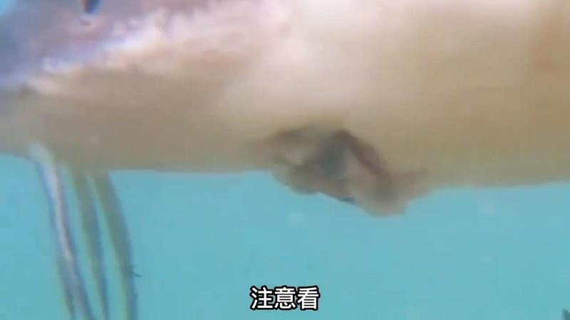 鱘龍魚在魚缸里好養嗎【鱘龍魚在魚缸中的飼養技術要點】 鱘龍魚在魚缸里好養嗎【鱘龍魚在魚缸中的飼養技術要點】 龍魚論壇 第10張