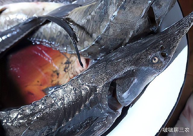 鱘龍魚在魚缸里好養嗎【鱘龍魚在魚缸中的飼養技術要點】 鱘龍魚在魚缸里好養嗎【鱘龍魚在魚缸中的飼養技術要點】 龍魚論壇 第4張