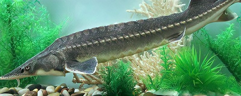鱘龍魚在魚缸里好養嗎【鱘龍魚在魚缸中的飼養技術要點】 鱘龍魚在魚缸里好養嗎【鱘龍魚在魚缸中的飼養技術要點】 龍魚論壇 第2張
