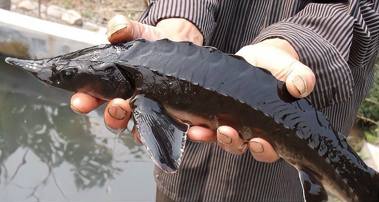 鱘龍魚在魚缸里好養嗎【鱘龍魚在魚缸中的飼養技術要點】 鱘龍魚在魚缸里好養嗎【鱘龍魚在魚缸中的飼養技術要點】 龍魚論壇 第3張