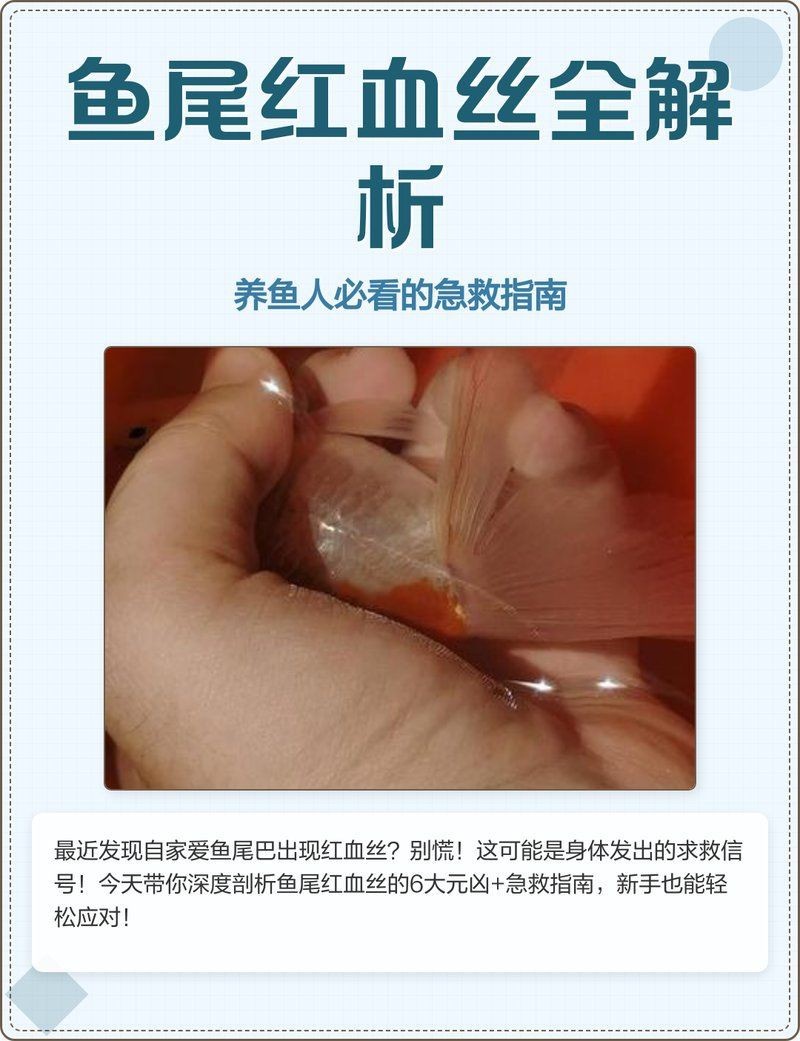 龍魚魚鰭上有血絲【龍魚魚鰭上出現(xiàn)血絲怎么辦】