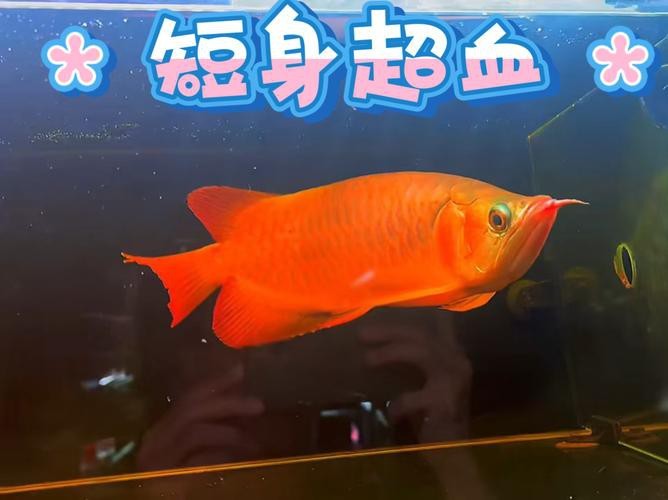 短身紅龍圖片【《短身紅龍圖片：領略獨特風采》】 短身紅龍圖片【《短身紅龍圖片：領略獨特風采》】 龍魚論壇 第5張