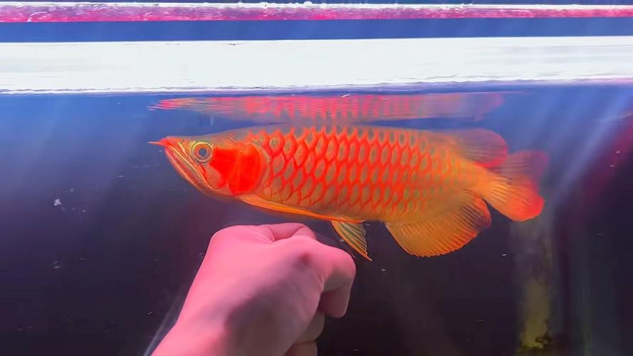 短身紅龍圖片【《短身紅龍圖片：領略獨特風采》】 短身紅龍圖片【《短身紅龍圖片：領略獨特風采》】 龍魚論壇 第12張