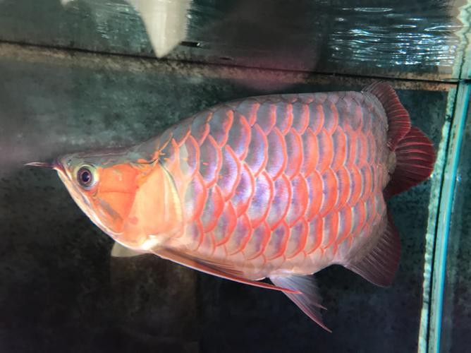 短身紅龍圖片【《短身紅龍圖片：領略獨特風采》】 短身紅龍圖片【《短身紅龍圖片：領略獨特風采》】 龍魚論壇 第19張