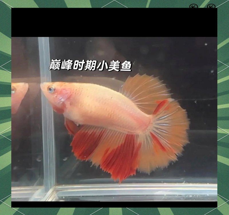 龍魚腹水抽了最簡單處理【龍魚腹水簡單處理】