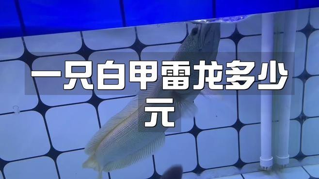 雷龍魚的價格波動大嗎？【雷龍魚價格波動相對較大】