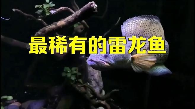 雷龍魚最貴三個品種【雷龍魚中最貴的三個品種，巴卡雷龍價值過萬，原產地已保護起來】