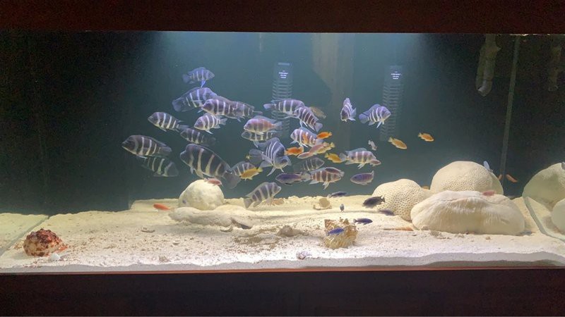 薩伊藍跟什么魚混養好【薩伊藍六間混養原則、適宜品種及飼養技巧及飼養技巧】 薩伊藍跟什么魚混養好【薩伊藍六間混養原則、適宜品種及飼養技巧及飼養技巧】 龍魚論壇 第2張