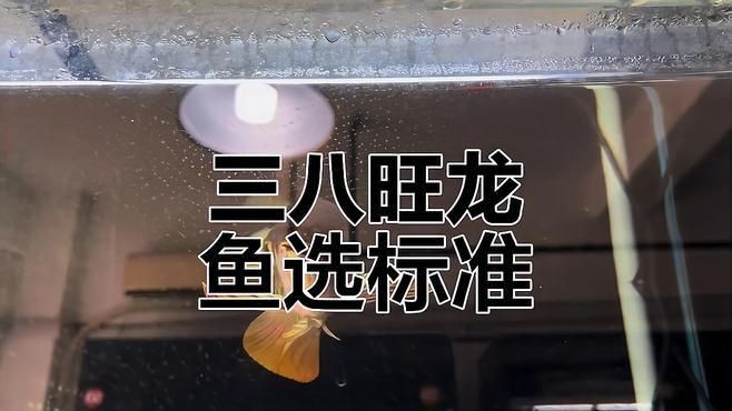 如何挑選健康的龍魚？【多肉寶寶選購龍魚避坑指南:如何挑選三八旺龍魚的潛力股】 如何挑選健康的龍魚？【多肉寶寶選購龍魚避坑指南:如何挑選三八旺龍魚的潛力股】 龍魚百科 第7張