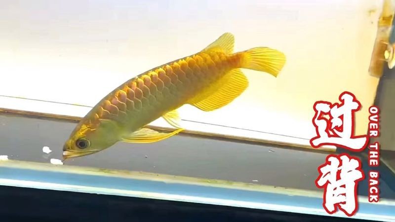 金龍魚金頭能維持多久？【金頭過背金龍魚壽命一般是多少年】