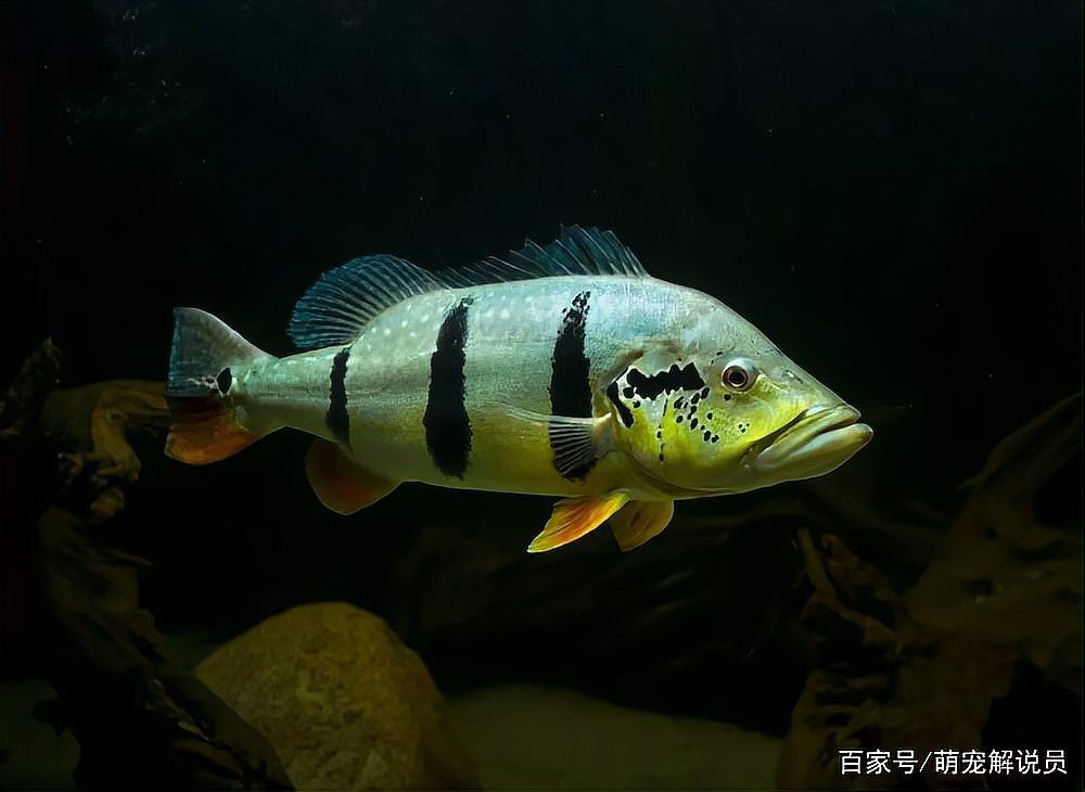 帝王三間魚6~10cm一般賣多少錢【6~10cm帝王三間帝王三間魚價格被吐槽】 帝王三間魚6~10cm一般賣多少錢【6~10cm帝王三間帝王三間魚價格被吐槽】 龍魚論壇 第3張