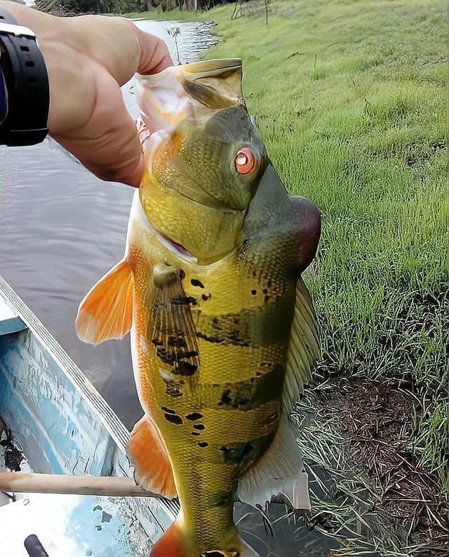 帝王三間魚6~10cm一般賣多少錢【6~10cm帝王三間帝王三間魚價格被吐槽】 帝王三間魚6~10cm一般賣多少錢【6~10cm帝王三間帝王三間魚價格被吐槽】 龍魚論壇 第2張