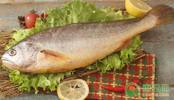 黃龍海水魚繁殖難度大嗎？【南方日?qǐng)?bào)編輯，黃龍海水魚繁殖周期是多久？】