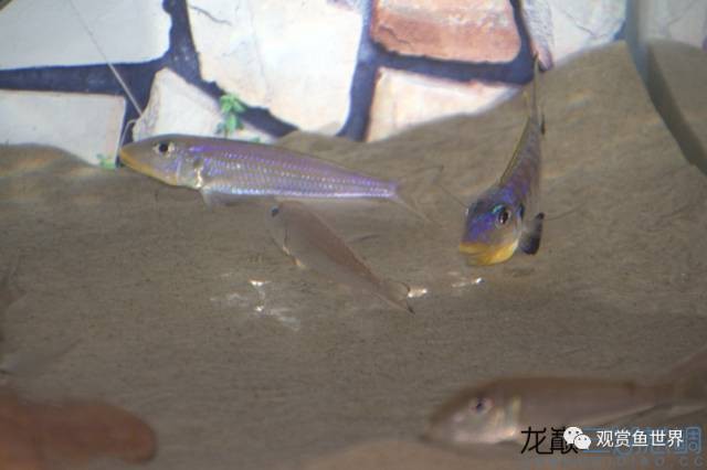 黃龍海水魚繁殖難度大嗎？【南方日?qǐng)?bào)編輯，黃龍海水魚繁殖周期是多久？】