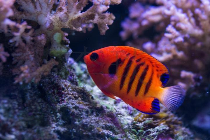 黃龍海水魚繁殖難度大嗎？【南方日?qǐng)?bào)編輯，黃龍海水魚繁殖周期是多久？】