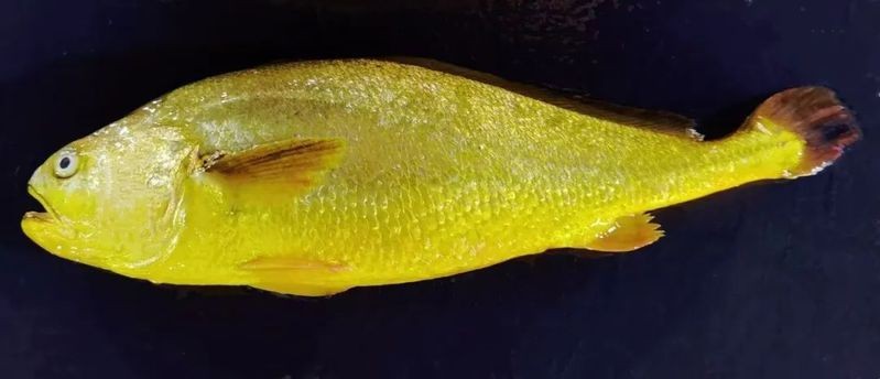黃龍海水魚繁殖難度大嗎？【南方日?qǐng)?bào)編輯，黃龍海水魚繁殖周期是多久？】