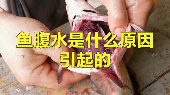 龍魚腹水病有哪些常見病因？【魚腹水是什么原因引起的】