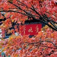 虎皮紋是什么樣的【海南黃花梨之——虎皮紋】