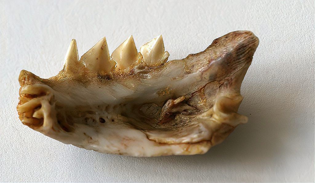 食人魚為何一般不吃人【食人魚真的會(huì)吃人嗎】 食人魚為何一般不吃人【食人魚真的會(huì)吃人嗎】 龍魚論壇 第7張