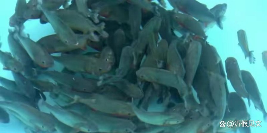 食人魚為何一般不吃人【食人魚真的會(huì)吃人嗎】 食人魚為何一般不吃人【食人魚真的會(huì)吃人嗎】 龍魚論壇 第4張