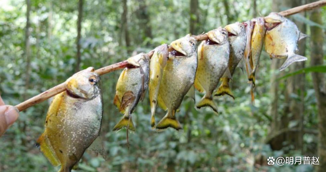食人魚為何一般不吃人【食人魚真的會(huì)吃人嗎】 食人魚為何一般不吃人【食人魚真的會(huì)吃人嗎】 龍魚論壇 第12張