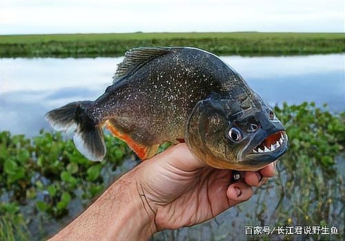 食人魚為何一般不吃人【食人魚真的會(huì)吃人嗎】 食人魚為何一般不吃人【食人魚真的會(huì)吃人嗎】 龍魚論壇 第8張
