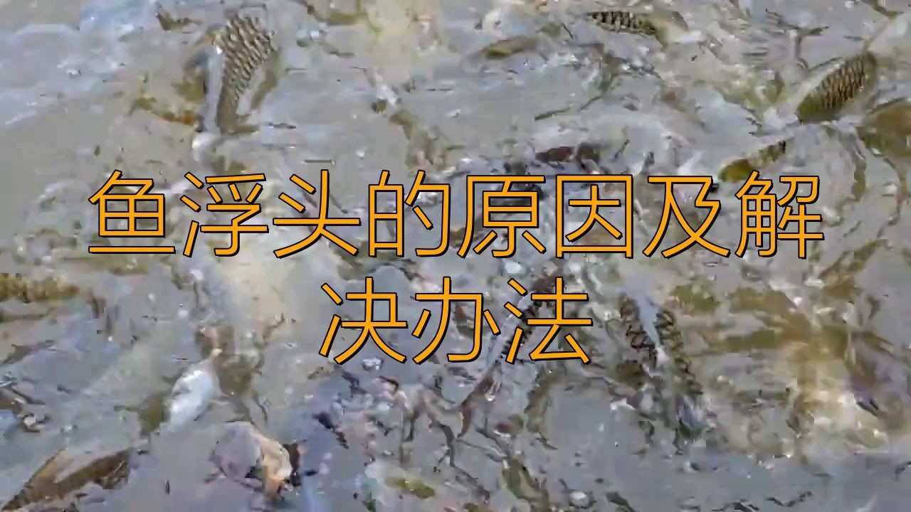 如何判斷龍魚是否處于浮頭狀態(tài)？【如何判斷龍魚是否處于浮頭狀態(tài)】 如何判斷龍魚是否處于浮頭狀態(tài)？【如何判斷龍魚是否處于浮頭狀態(tài)】 龍魚百科 第6張