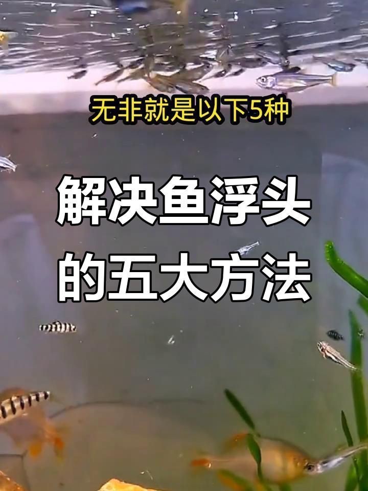 如何判斷龍魚是否處于浮頭狀態(tài)？【如何判斷龍魚是否處于浮頭狀態(tài)】 如何判斷龍魚是否處于浮頭狀態(tài)？【如何判斷龍魚是否處于浮頭狀態(tài)】 龍魚百科 第5張