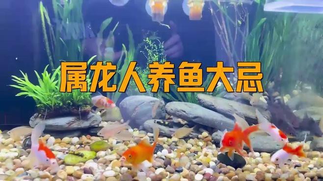屬龍人養魚需要注意什么？【屬龍人養魚有哪些注意事項？】