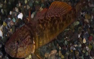 雙線魚多少錢一只【雙線魚價格波動背后的雙線舌鰨\