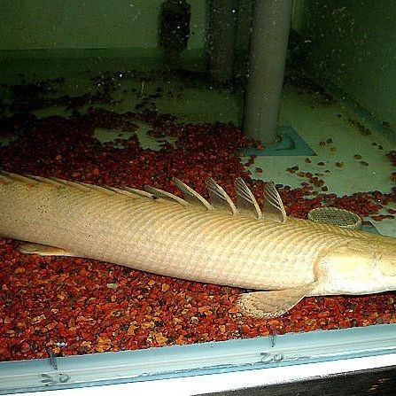 奈及利亞鱷魚恐龍王【《奈及利亞鱷魚恐龍王》】