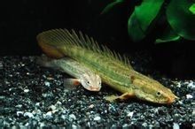 奈及利亞鱷魚恐龍王【《奈及利亞鱷魚恐龍王》】
